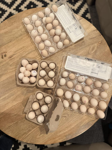 Eggs