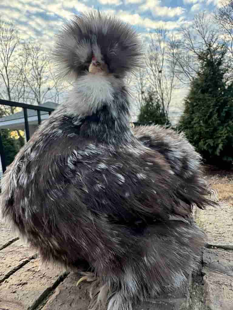 silkies (1)